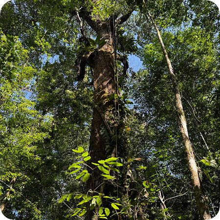 la ferme biologique Iracoubo